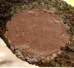 Photo Textures of Tree Bark